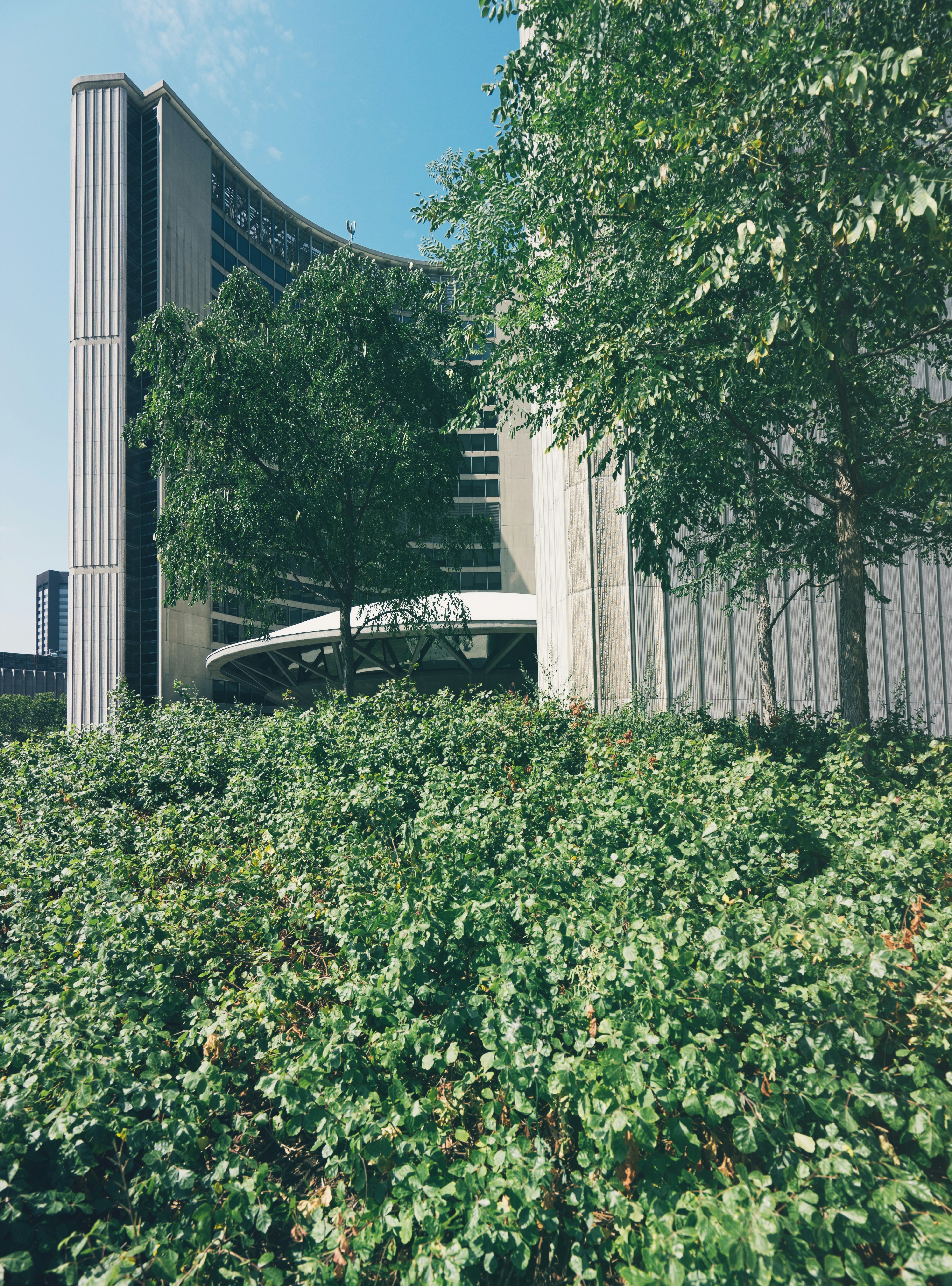 green leafed plant near building during daytime